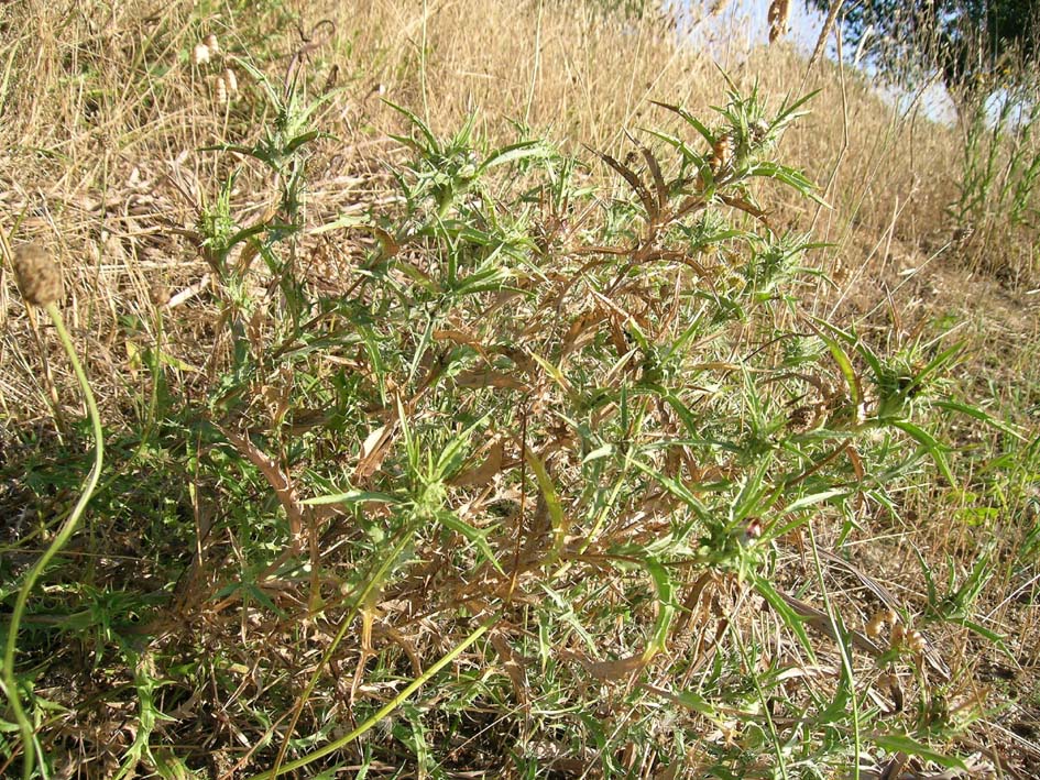 Carlina corymbosa